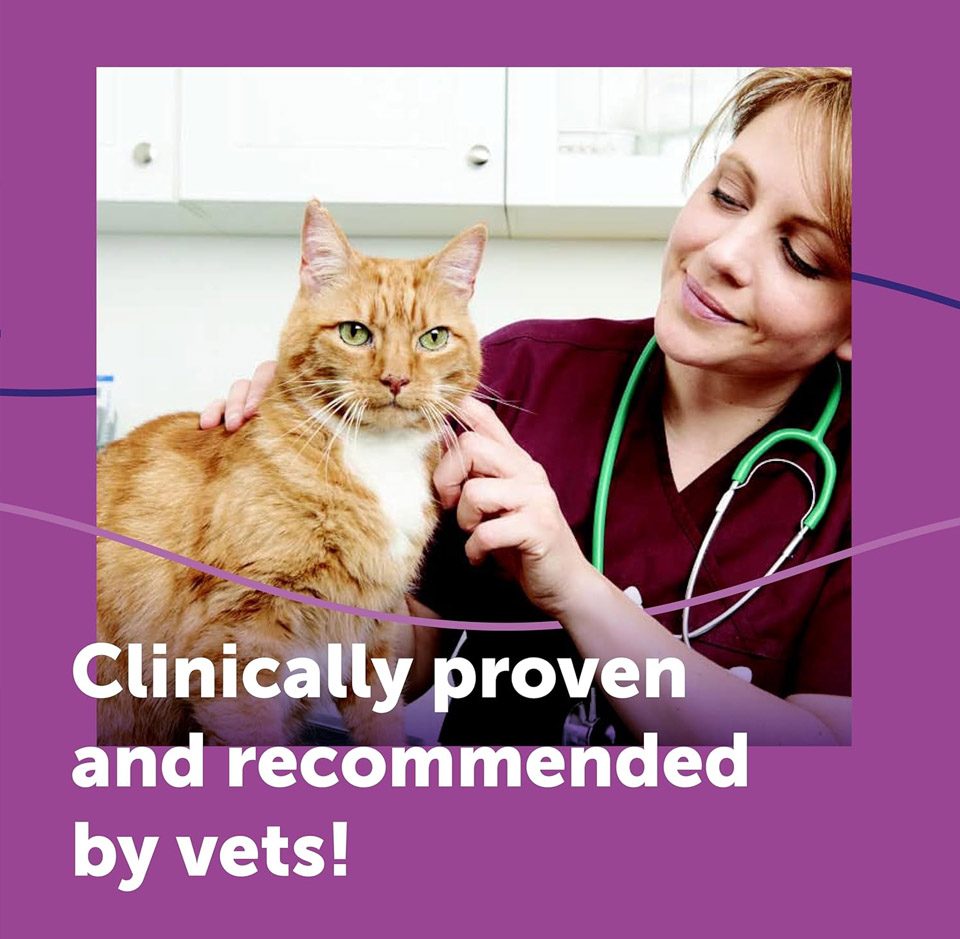 A veterinarian in a maroon uniform with a green stethoscope gently examines an orange and white cat, touching its chin with a warm smile. The cat sits calmly on a clinical surface, appearing relaxed and content. The image is framed with a purple border and includes the caption “Clinically proven and recommended by vets!” conveying trust and professional endorsement.