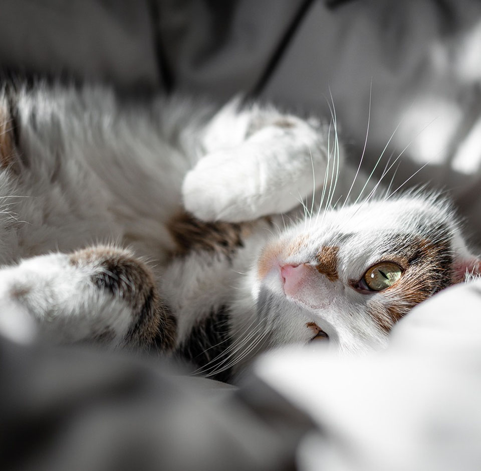 A close-up of a relaxed cat lying on its side, partially bathed in natural light. The cat has white fur with brown and black patches, and one green eye is clearly visible. The soft focus and lighting highlight the texture of the fur and the cosy surface beneath, creating a serene and intimate atmosphere. Best Cat Beds and Cat Hammocks