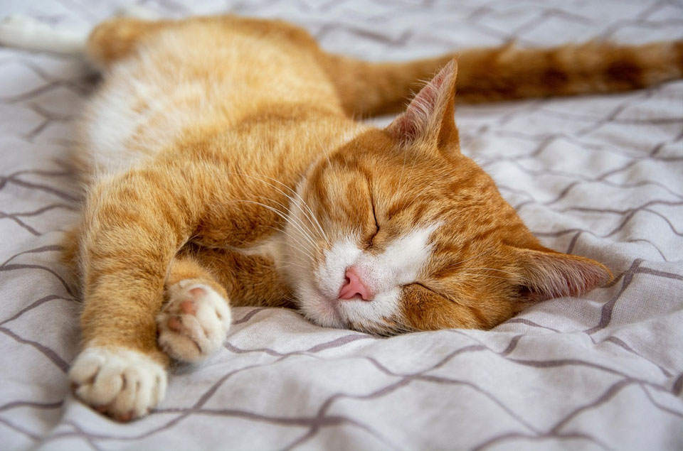 A close-up of an orange and white cat sleeping peacefully on a white and grey patterned blanket. The cat is lying on its side with eyes closed and front paws gently stretched out, bathed in soft lighting that enhances the tranquil, cosy atmosphere.