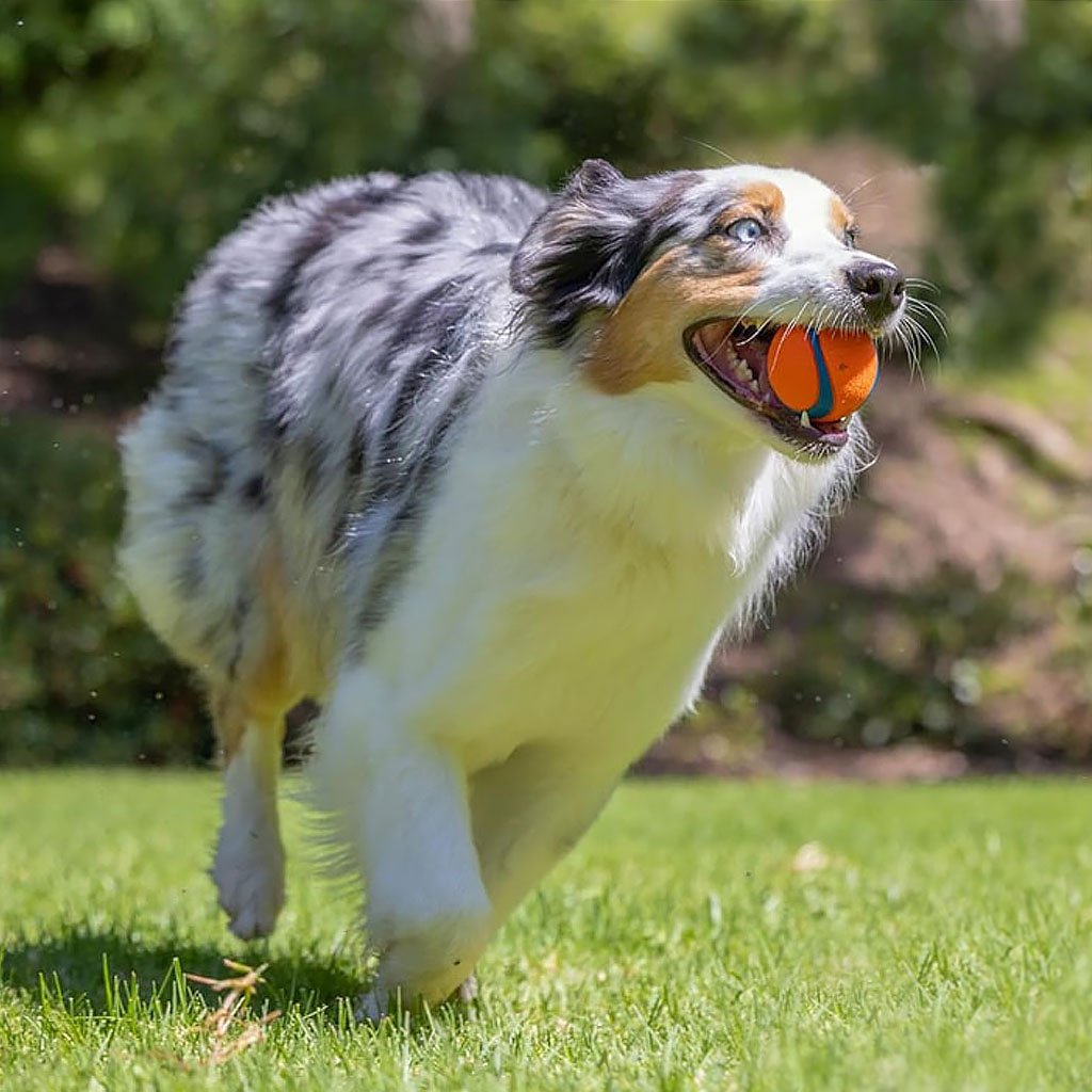 ChuckIt! Ultra Ball Dog Toy – Endless Canine Fun and Exercise!