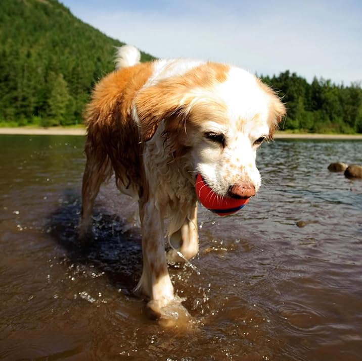 ChuckIt! Ultra Ball Dog Toy